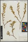 Foto von Salix alba L. x Salix fragilis L.